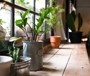 Des plantes dans votre cuisine, et pourquoi pas ?
